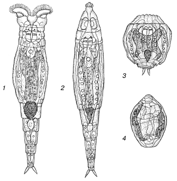 Рис. 8. Коловратка Philidina roseola на разных стадиях высыхания (по П. Ю. Шмидту, 1948):1– активная; 2 – начинающая сокращаться; 3 – полностью сократившаяся перед высыханием; 4 – в состоянии анабиозаВ середине XIX в. было убедительно установлено, что устойчивость сухих коловраток, тихоходок и нематод к высоким и низким температурам, недостатку или отсутствию кислорода возрастает пропорционально степени их обезвоживания.