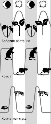 Рис. 59. Суточные ритмы активности организмов