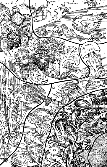 Рис. 75. Биоценозы Черного моря (по С. А. Зернову, 1949):А – биоценоз скал: 1– краб Pachygrapsis; 2 – усоногие рачки Balanus; 3 – моллюск Patella; 4–5 – водоросли; 6 – мидии; 7 – актинии; 8 – морской ерш;Б – биоценоз песка: 9– немеретины; 10 – черви Saccocirrus; 11 – бокоплавы; 12 – моллюски Venus; 13 – рыбы-султанки; 14 – камбалы; 15 – раки-отшельники;В – биоценоз зарослей зостеры: 16– зостера; 17 – морские иглы; 18 – зеленушки; 19 – морские коньки; 20 – креветки;Г – биоценоз устричника: 21– устрицы; 22 – морские гребешки;Д – биоценоз мидиевого ила: 23– мидии; 24 – красная водоросль; 25 – красная губка Suberites; 26 – асцидия Ciona;Е – биоценоз фазеолинового ила: 27– моллюск фазеолина; 28 – иглокожие амфиуры; 29 – моллюск Trophonopsis;Ж – сероводородное царство бактерий;З – биоценоз планктона открытого моря: 31– медуза и др.