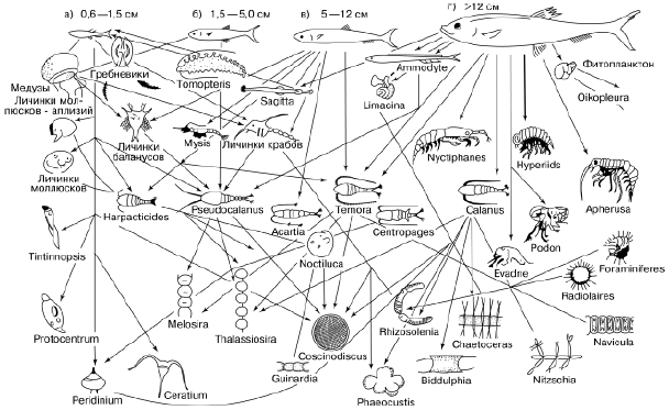 Рис. 88. Пищевые связи сельди – часть трофической сети океана