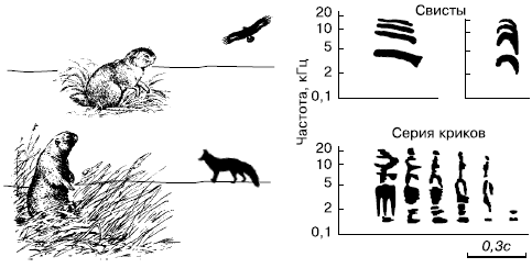 ���. 107. ������������� �������� �������, ���������� ������������� ����������� ��������. ������� ������ ������� (�� �. �. �������������, �. �. �������, 1985)