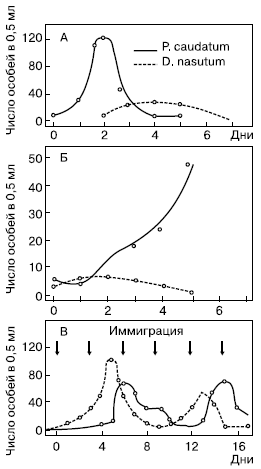 ���. 136. ��������� ����������� ��������� Paramaecium caudatum (������) � Didinium nasutum (������) ��� ��������������� � ����� ������ (�� �. �. �����, 1934): � � ��� ������ ��� ���������; � � ��������� ����� ������� �� ��������; � � � ��������� ����������� ����� �����, ��� �����������