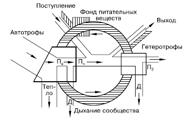 Рис. 148. Схема биогеохимического круговорота на фоне потока энергии (по Ю. Одуму, 1975): Пв – валовая продукция; Пч – чистая продукция; П2 – вторичная продукция; Д – траты энергии на обмен веществ (траты на дыхание); заштрихованная часть рисунка – круговорот вещества