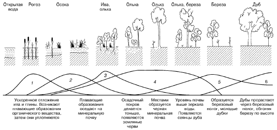 Рис. 153. Изменение экосистемы в ходе сукцессии при зарастании озера (по Д. Казенс, 1982): 1–6– смена доминирующих видов растений